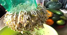Cách làm giá đỗ bằng khăn, túi lưới tại nhà mập ngon ít rễ