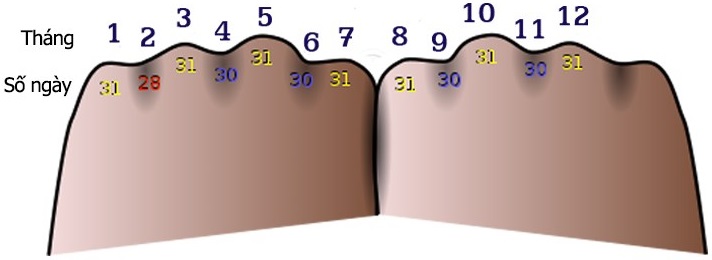 Cách tính số ngày trong tháng bằng bàn tay Cách tính số ngày trong tháng bằng bàn tay