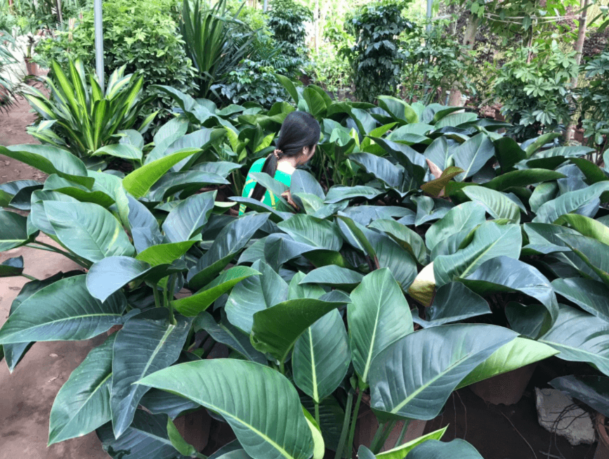 Cách chăm sóc cây trầu bà đế vương