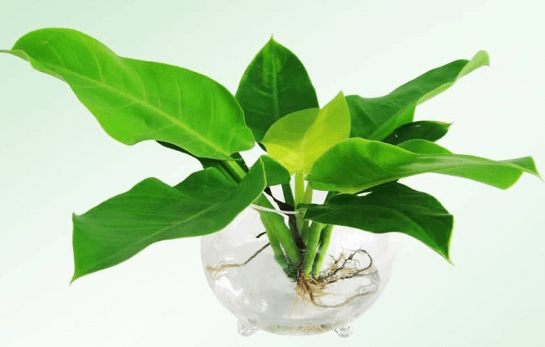 Cách trồng và chăm sóc cây trầu bà đế vương