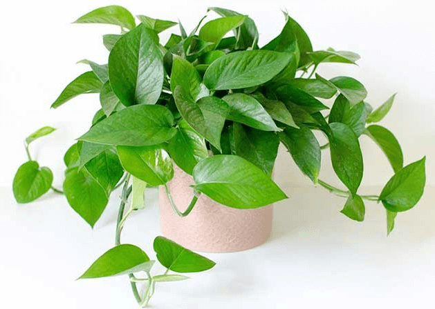 Cây trầu bà đế vương