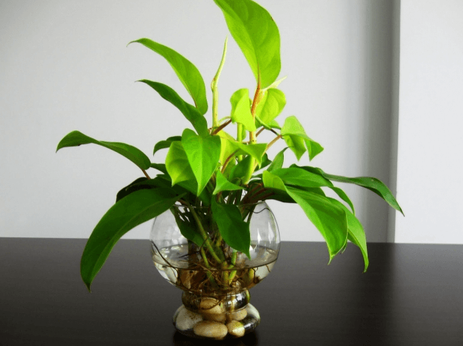 Cây trầu bà đế vương là cây cảnh phổ biến