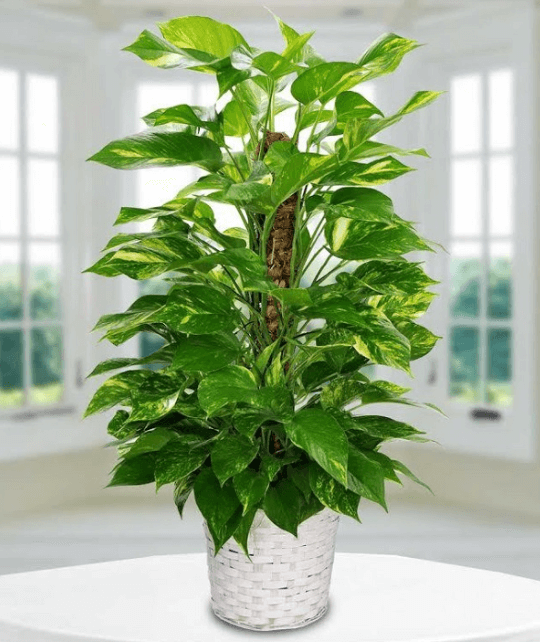 Cây trầu bà đế vương cao từ 50 cm đến 1,5m