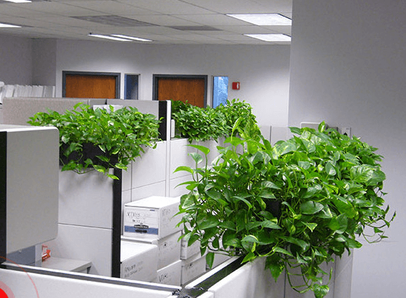 Cây trầu bà đế vương được trồng nhiều ở văn phòng