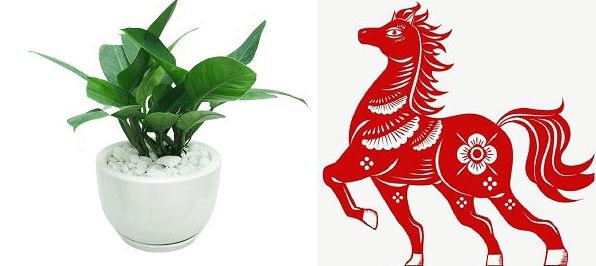 Cây trầu bà đế vương hợp người tuổi Ngọ