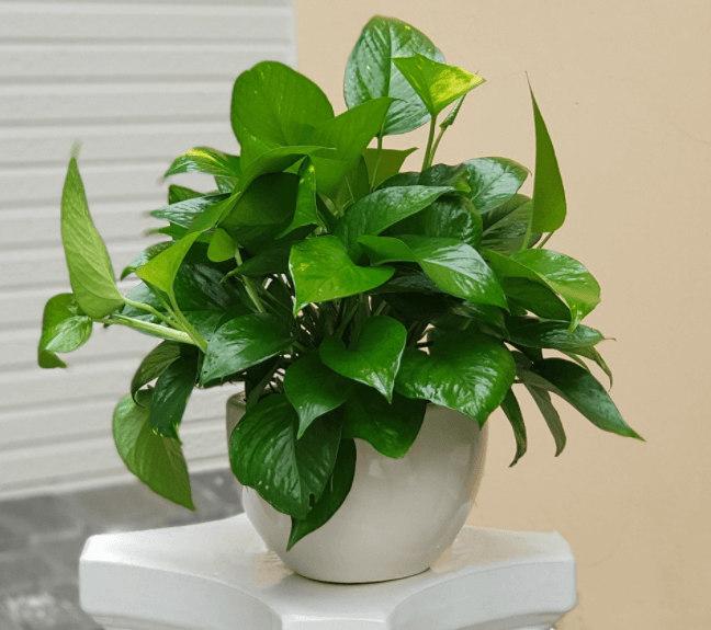 Cây trầu bà đế vương xanh