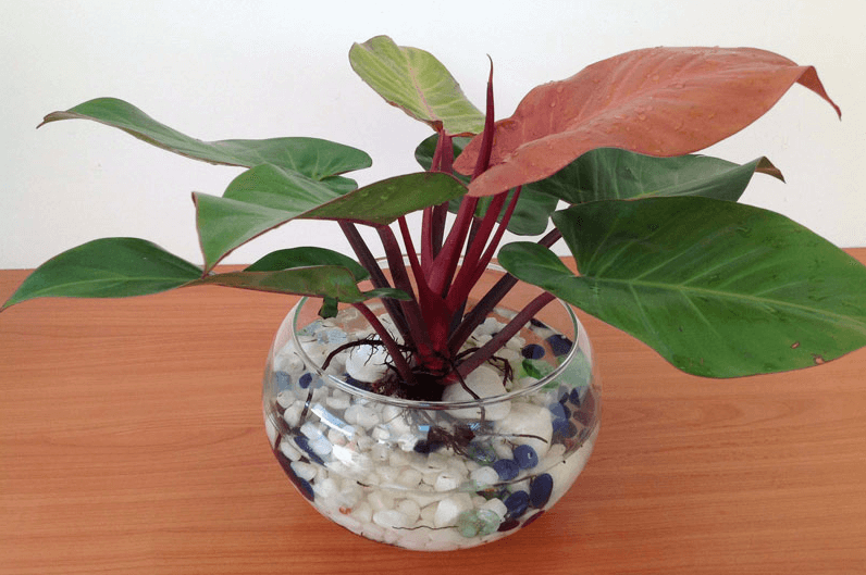 Cây trầu bà đế vương đỏ