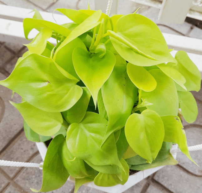 Cây trầu bà đế vương vàng