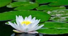 Những câu ca dao tục ngữ nói về chí công vô tư