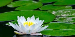 Những câu ca dao tục ngữ nói về chí công vô tư