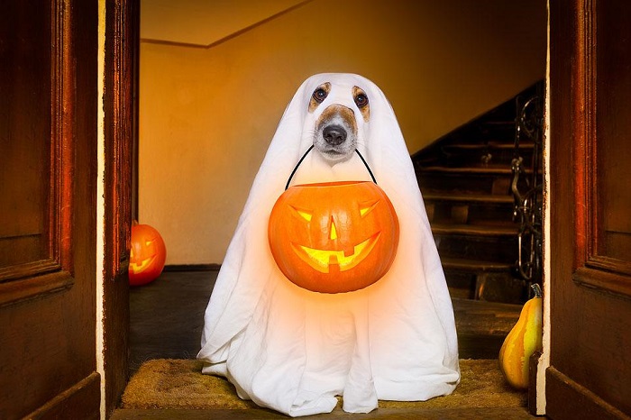 Các câu hỏi về Halloween bằng tiếng Anh