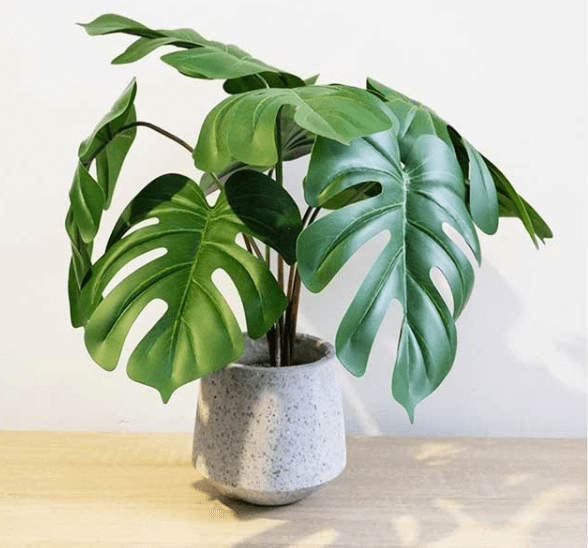 Cây trầu bà lá xẻ