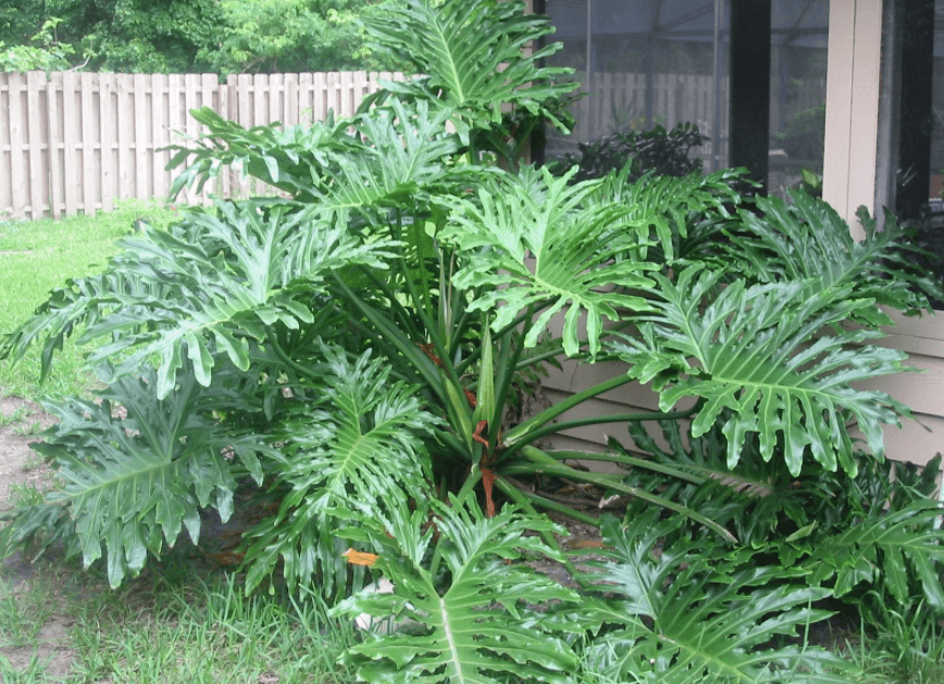 Cây trầu bà thanh xuân