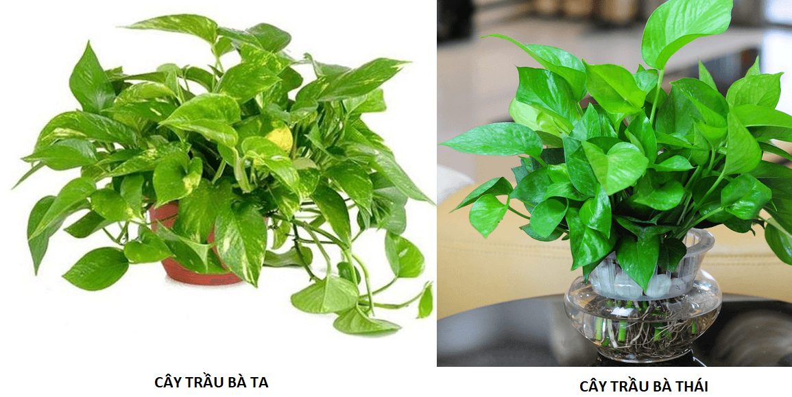 Cây trầu bà xanh