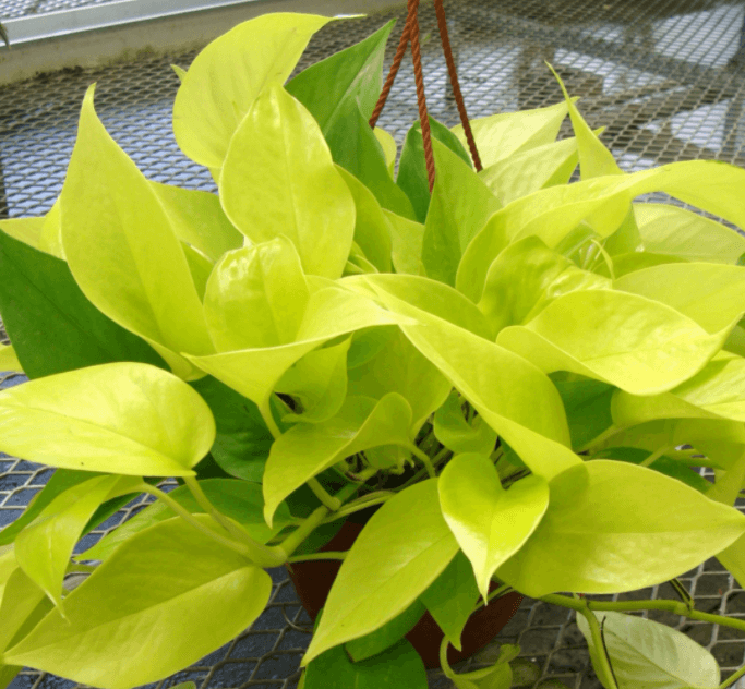 Cây trầu bà vàng