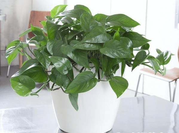 Cây trầu bà là cây gì?