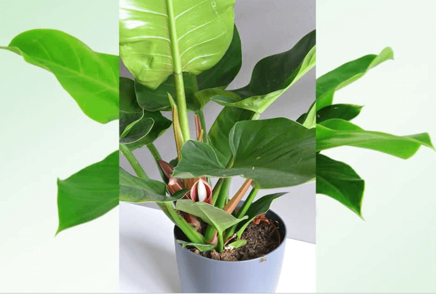 Hoa của cây trầu bà