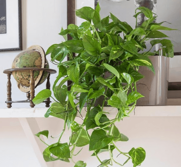 Cây trầu bà không chỉ là một loại cây trang trí đẹp mà còn thanh lọc không khí tốt