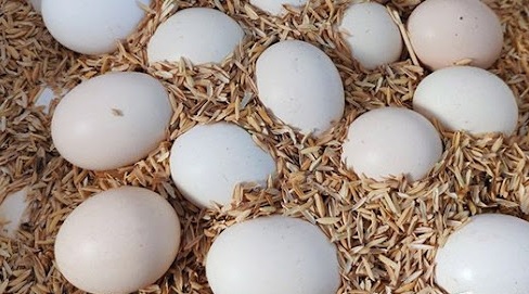 Cách ấp trứng vịt