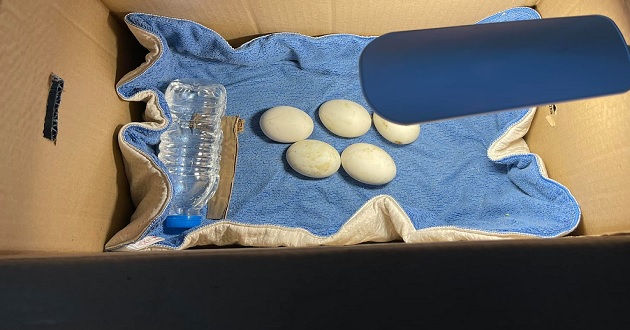 Cách ấp trứng vịt lộn