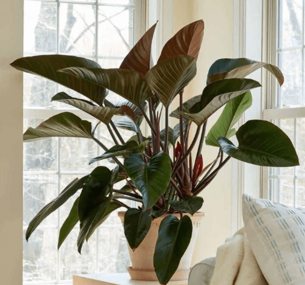 Cây trầu bà đỏ