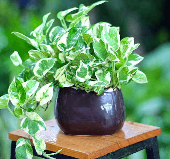 Cây trầu bà cẩm thạch