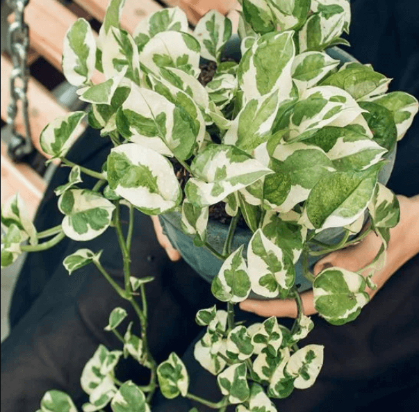 Trầu bà ngọc thủy