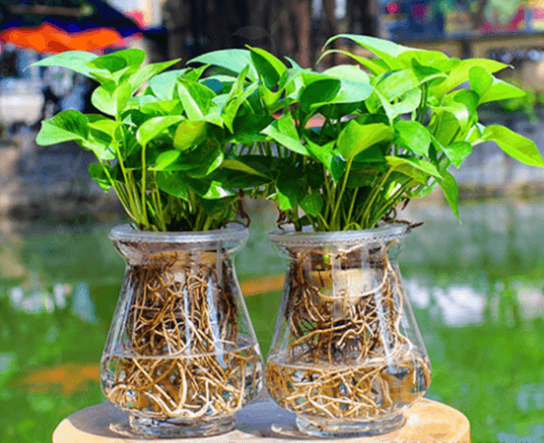 Cách trồng cây trầu bà thủy sinh