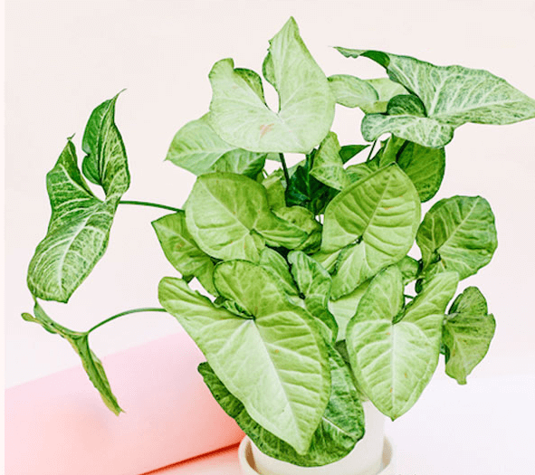 Cây trầu bà trắng