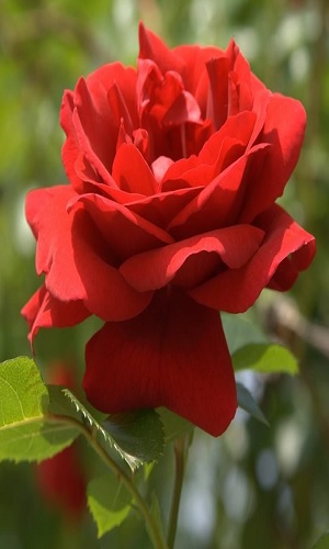 Hình nền hoa hồng đỏ