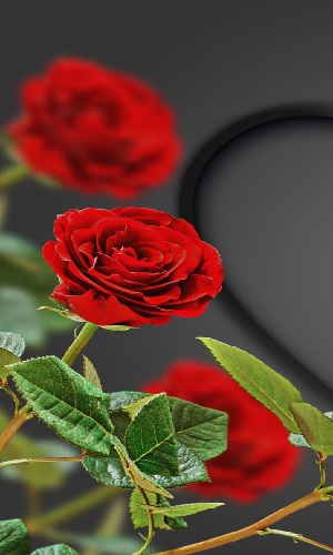 Hình nền hoa hồng đỏ