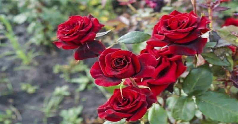Hoa hồng đỏ có ý nghĩa gì? Những mẫu bó hoa hồng đỏ, cắm lẵng, giỏ hoa hồng đỏ đẹp nhất