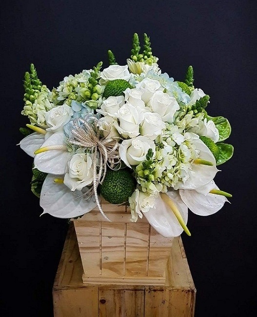 Hoa hồng trắng Hoa hồng trắng