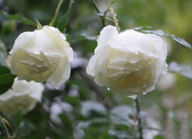 Hoa hồng trắng Hoa hồng trắng