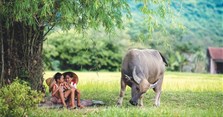 Những câu ca dao tục ngữ nói về con trâu