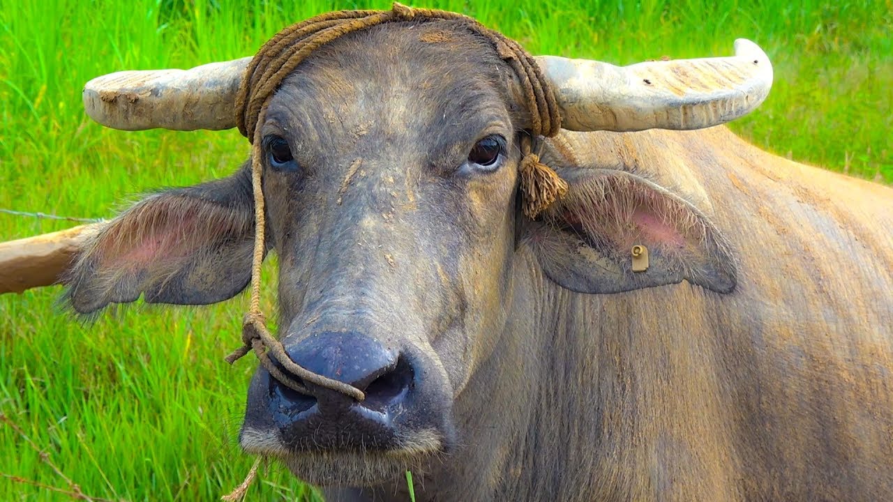 Những câu ca dao tục ngữ nói về con trâu hay và ý nghĩa nhất