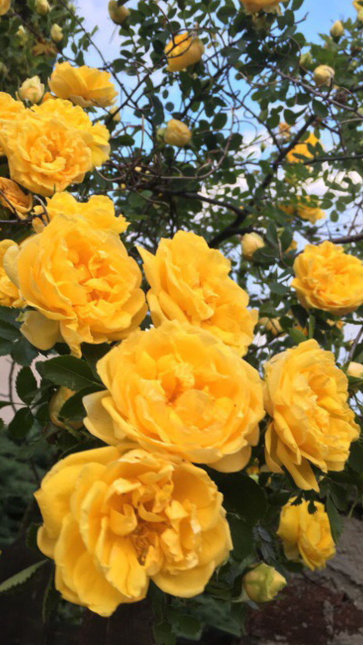 Hình nền điện thoại hoa hồng vàng Hình nền điện thoại hoa hồng vàng