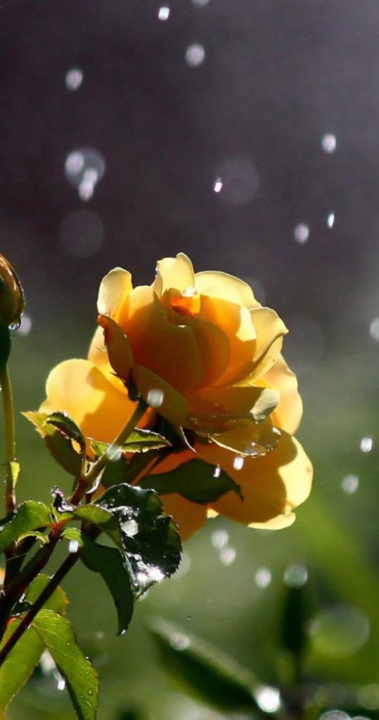 Hình nền điện thoại hoa hồng vàng Hình nền điện thoại hoa hồng vàng