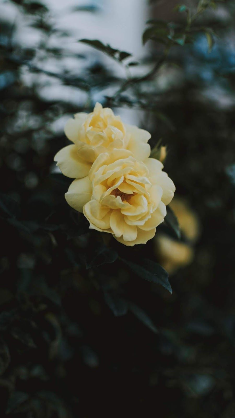 Hình nền điện thoại hoa hồng vàng Hình nền điện thoại hoa hồng vàng