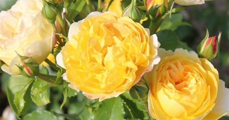 Hoa hồng vàng có ý nghĩa gì? Cách cắm hoa hồng vàng để bàn, bó hoa hồng vàng đẹp