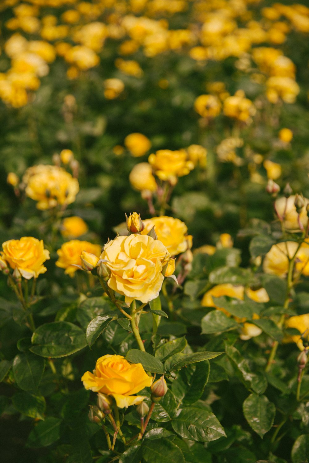 Lockscreen hoa hồng vàng Lockscreen hoa hồng vàng