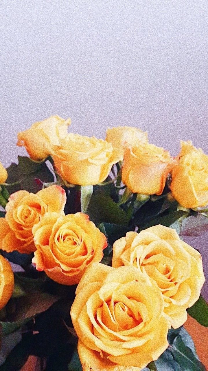 Lockscreen hoa hồng vàng Lockscreen hoa hồng vàng