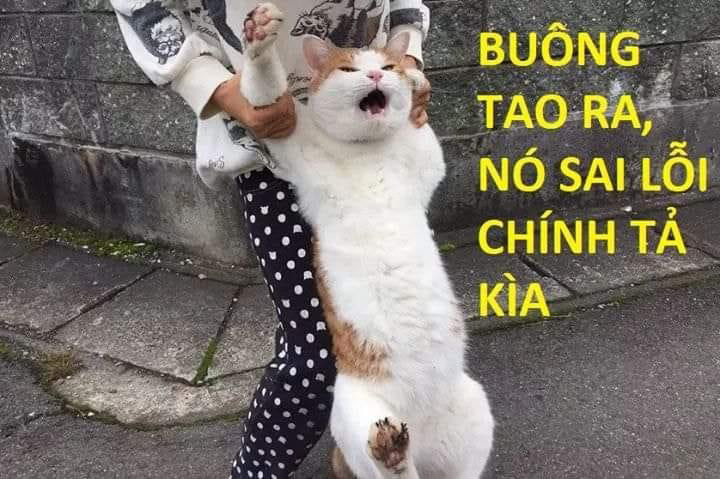 Ảnh chế mèo bựa 1 Ảnh chế mèo bựa 1