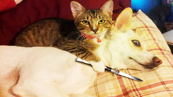 Ảnh chế mèo bựa 7 Ảnh chế mèo bựa 7