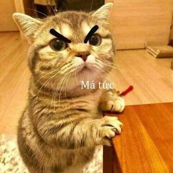 Ảnh chế mèo bựa 7 Ảnh chế mèo bựa 7