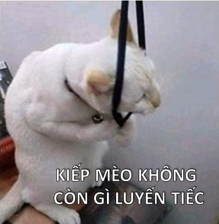 Ảnh chế mèo bựa 8 Ảnh chế mèo bựa 8