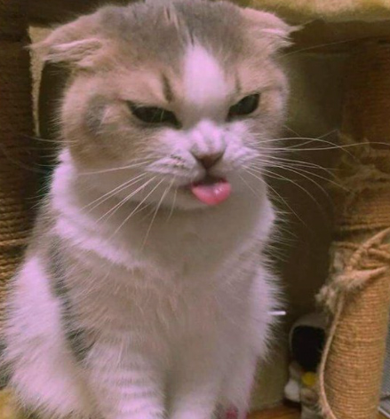 Ảnh chế mèo hài hước 5 Ảnh chế mèo hài hước 5