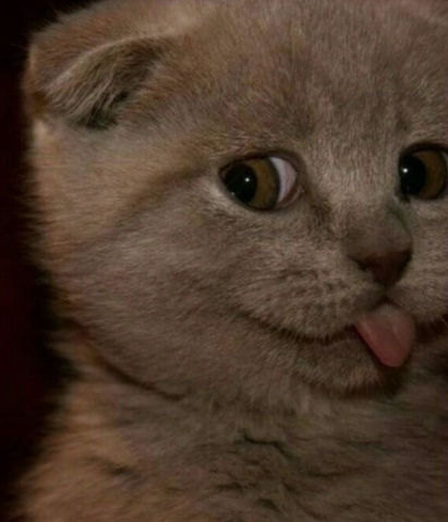 Ảnh chế mèo hài hước 6 Ảnh chế mèo hài hước 6