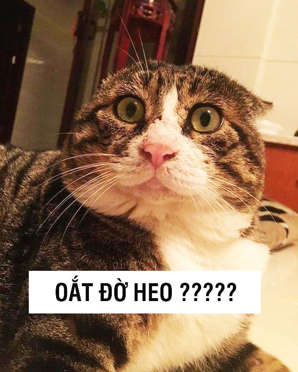 Ảnh chế mèo bựa 2 Ảnh chế mèo bựa 2