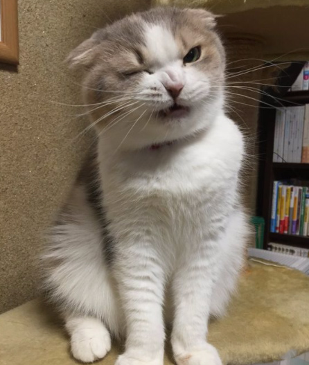 Ảnh chế mèo hài hước 11 Ảnh chế mèo hài hước 11